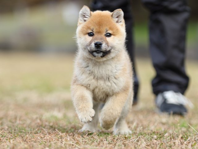 FP5A6467-shibainu-puppy FP5A6467-shibainu-puppy