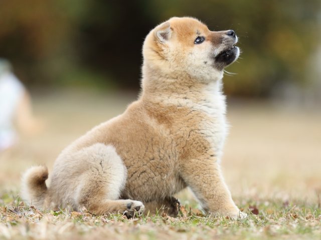 FP5A6483-shibainu-puppy FP5A6483-shibainu-puppy