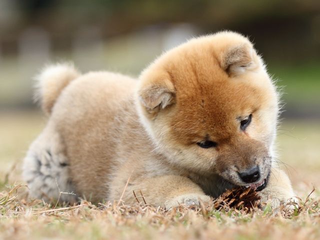 FP5A6578-shibainu-puppy FP5A6578-shibainu-puppy