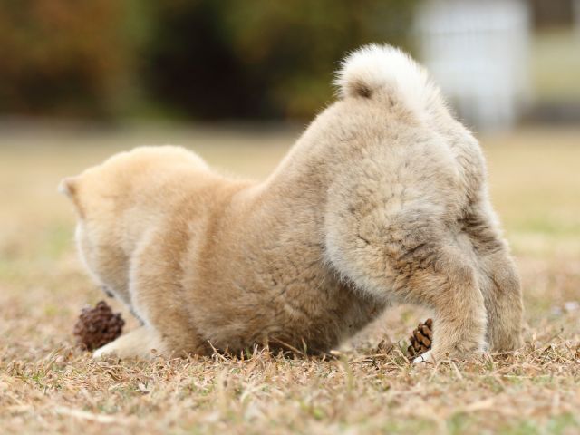FP5A6614-shibainu-puppy FP5A6614-shibainu-puppy