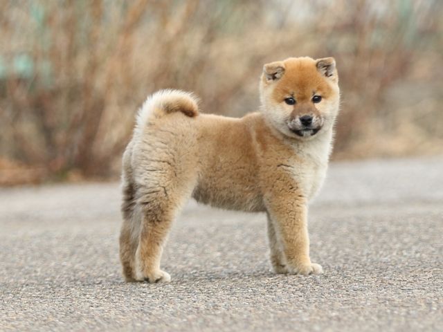 FP5A6641-shibainu-puppy FP5A6641-shibainu-puppy
