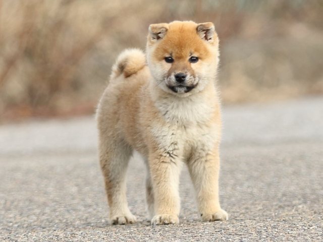 FP5A6659-shibainu-puppy FP5A6659-shibainu-puppy
