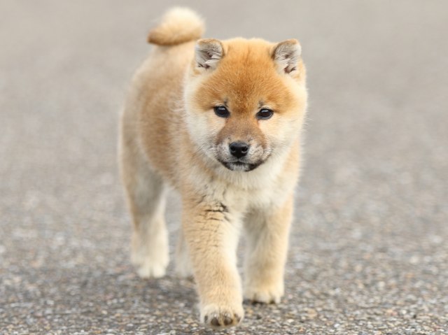 FP5A6708-shibainu-puppy FP5A6708-shibainu-puppy