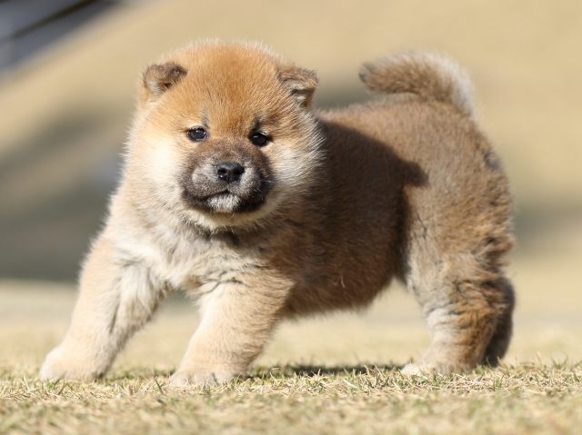 FP5A6744-puppy FP5A6744-puppy