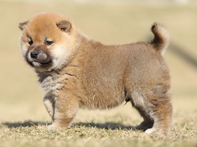 FP5A6767-puppy FP5A6767-puppy