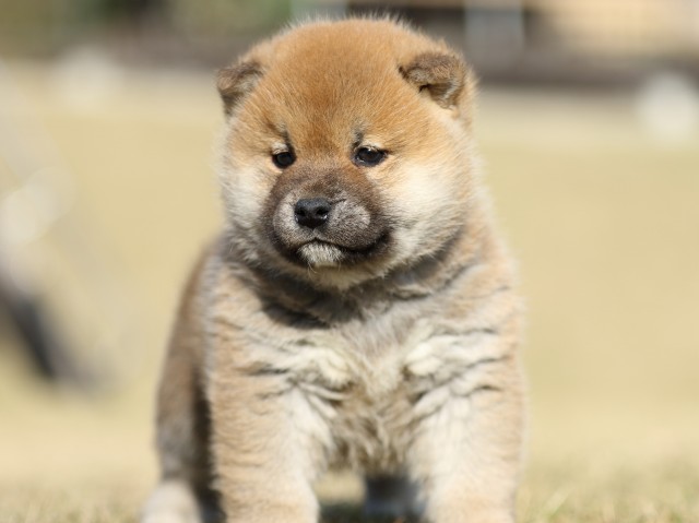 FP5A6774-puppy FP5A6774-puppy