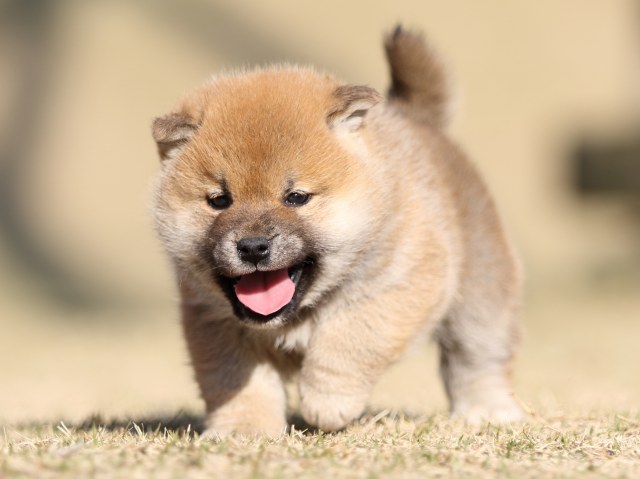 FP5A6792-puppy FP5A6792-puppy