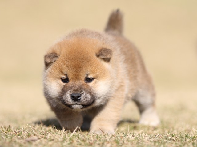 FP5A6814-puppy FP5A6814-puppy