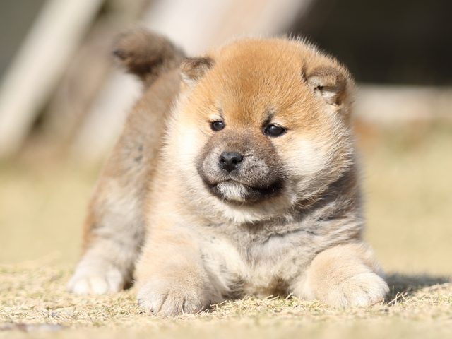 FP5A6828-puppy FP5A6828-puppy