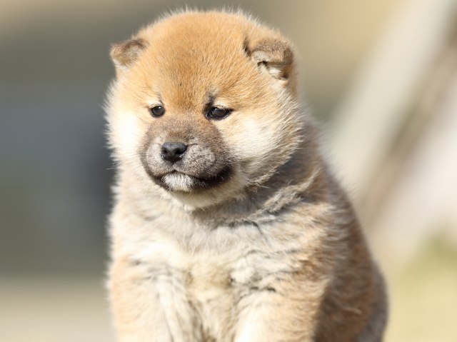 FP5A6838-puppy FP5A6838-puppy