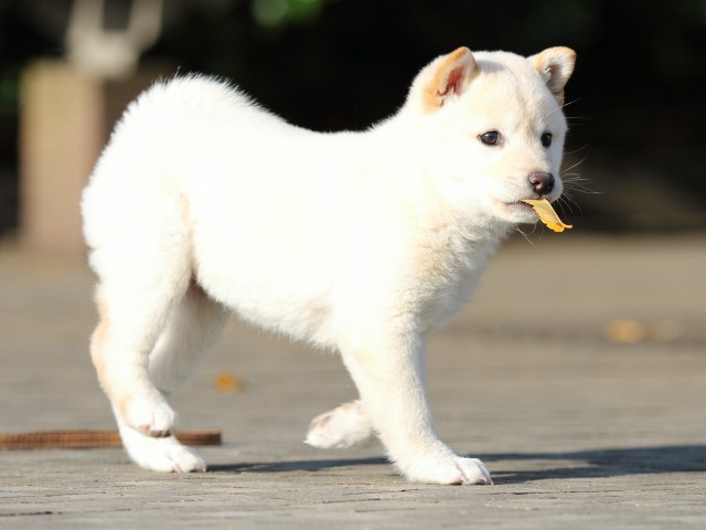 FP5A7073-puppy