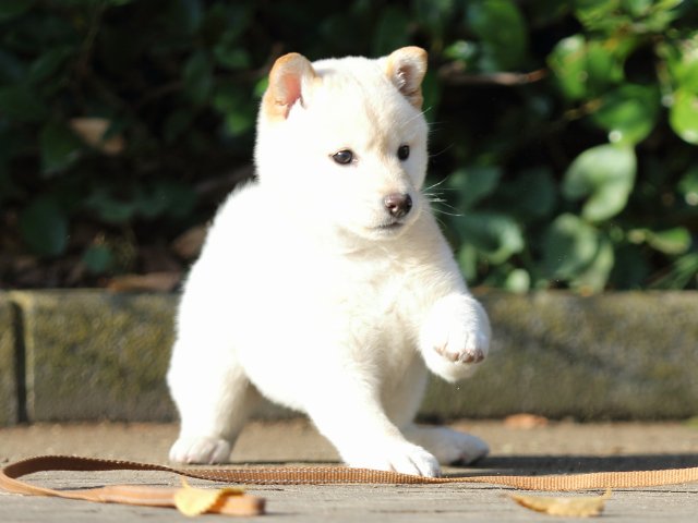 FP5A7101-puppy