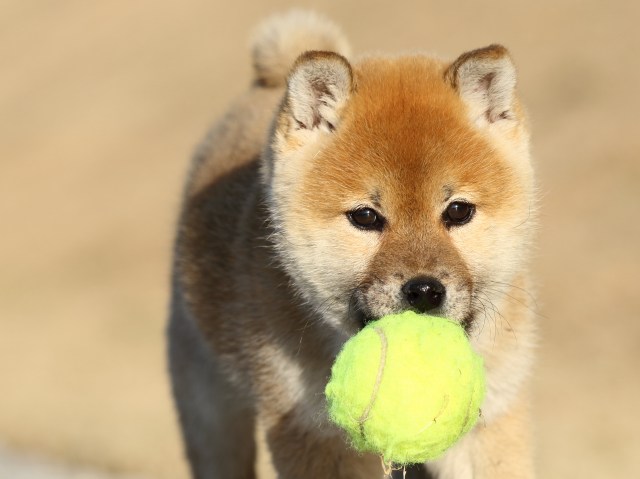 FP5A7183-puppy FP5A7183-puppy