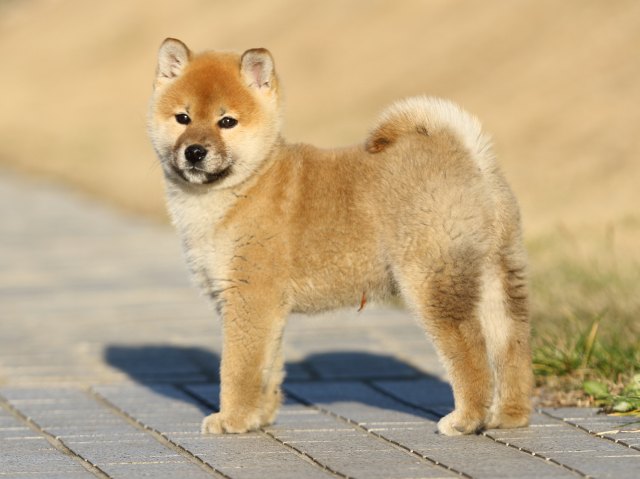 FP5A7324-puppy FP5A7324-puppy