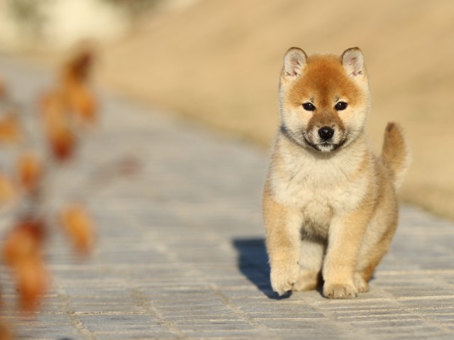 FP5A7407-puppy FP5A7407-puppy
