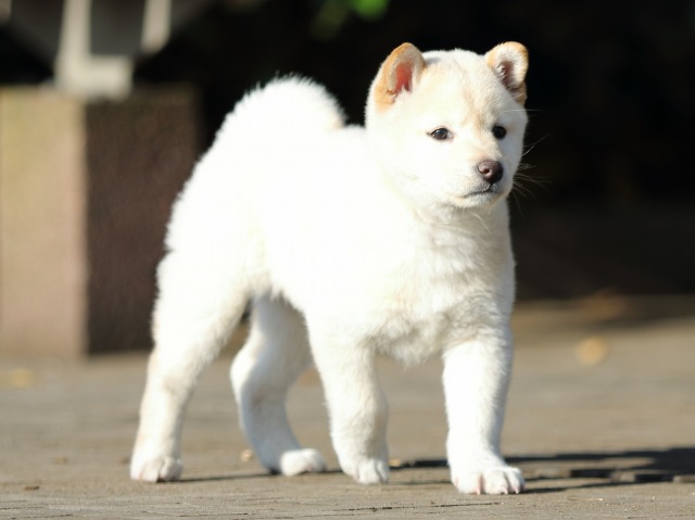 FP5A7412-puppy