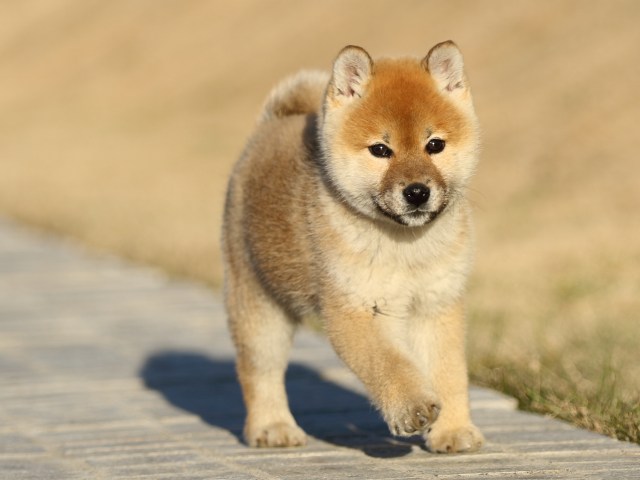 FP5A7415-puppy FP5A7415-puppy