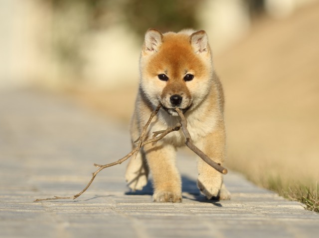 FP5A7430-puppy FP5A7430-puppy
