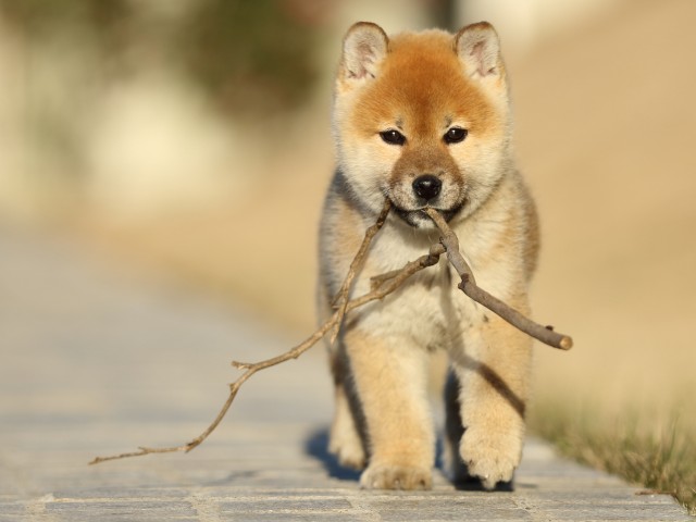 FP5A7440-puppy FP5A7440-puppy