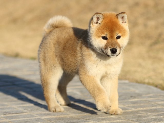 FP5A7476-puppy FP5A7476-puppy