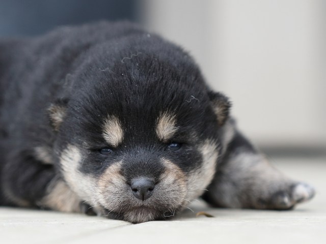 FP5A8250-puppy-puppy FP5A8250-puppy-puppy
