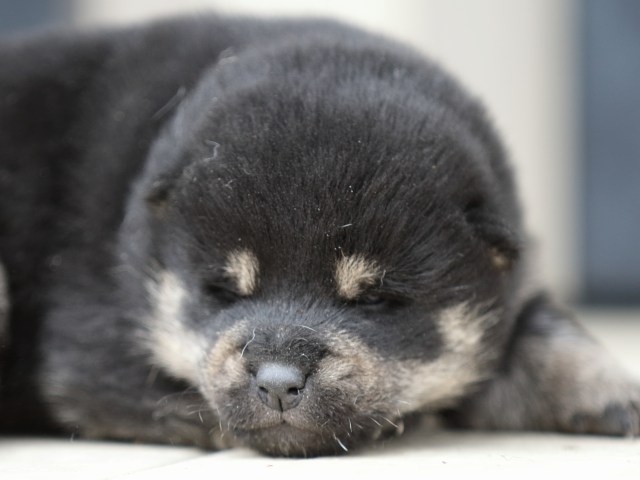 FP5A8287-puppy-puppy FP5A8287-puppy-puppy