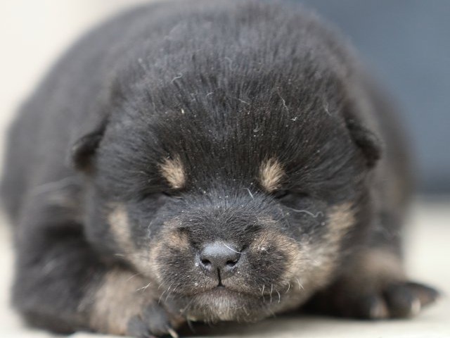FP5A8335-puppy-puppy FP5A8335-puppy-puppy