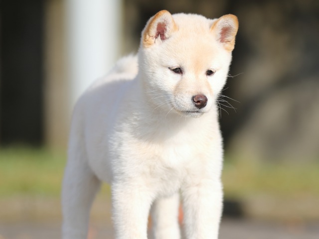 FP5A9278-shibainu-puppy