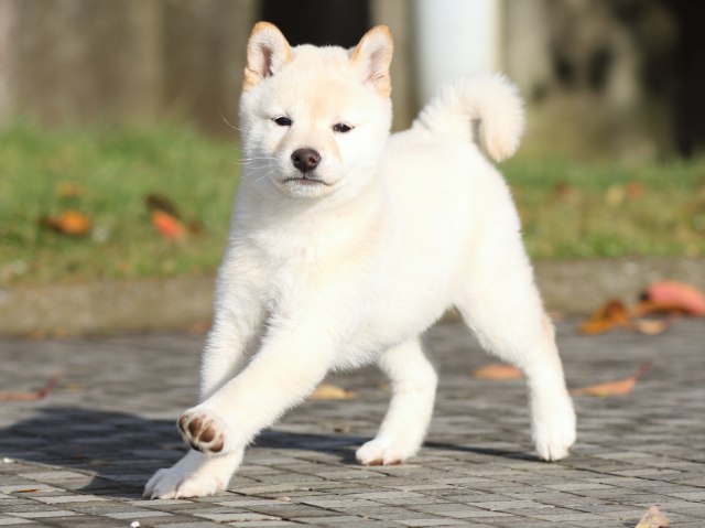 FP5A9326-shibainu-puppy