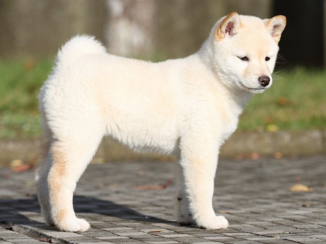 FP5A9353-shibainu-puppy