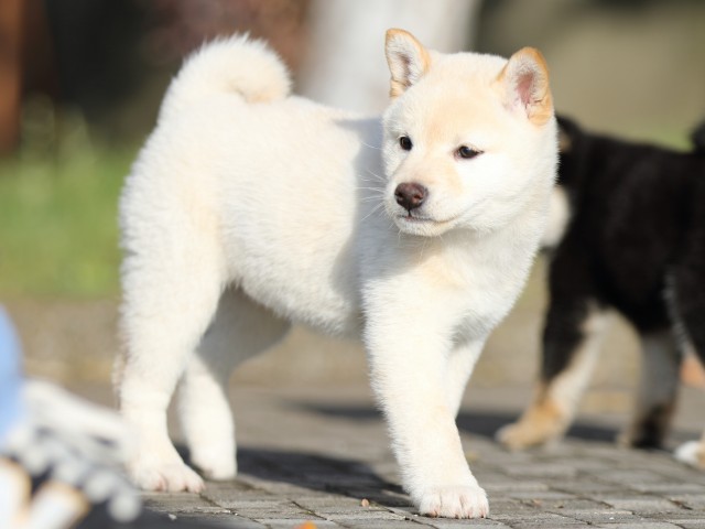 FP5A9495-shibainu-puppy