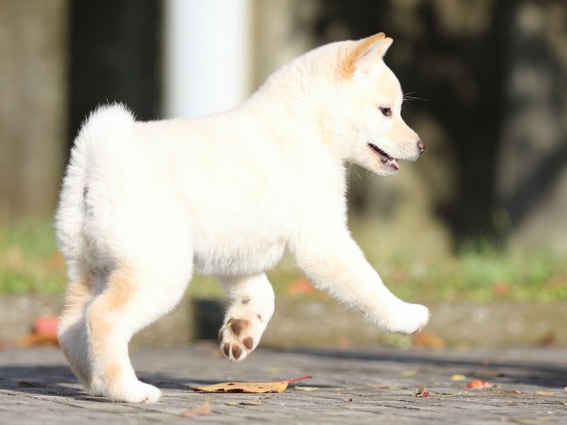 FP5A9562-shibainu-puppy