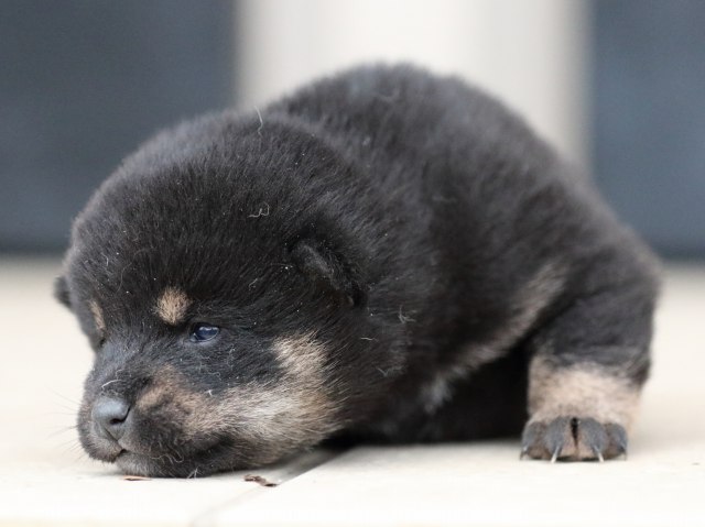 FP5A9750-shibainu-puppy FP5A9750-shibainu-puppy