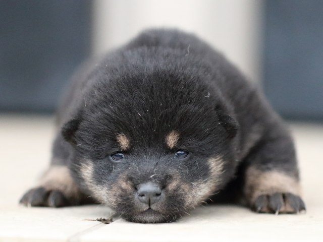FP5A9756-shibainu-puppy FP5A9756-shibainu-puppy