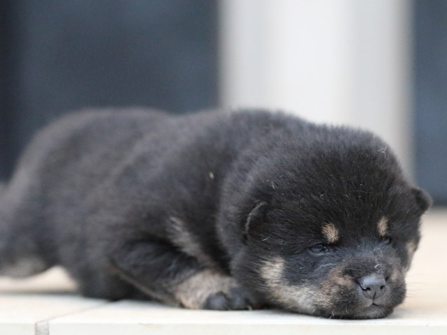 FP5A9793-shibainu-puppy FP5A9793-shibainu-puppy