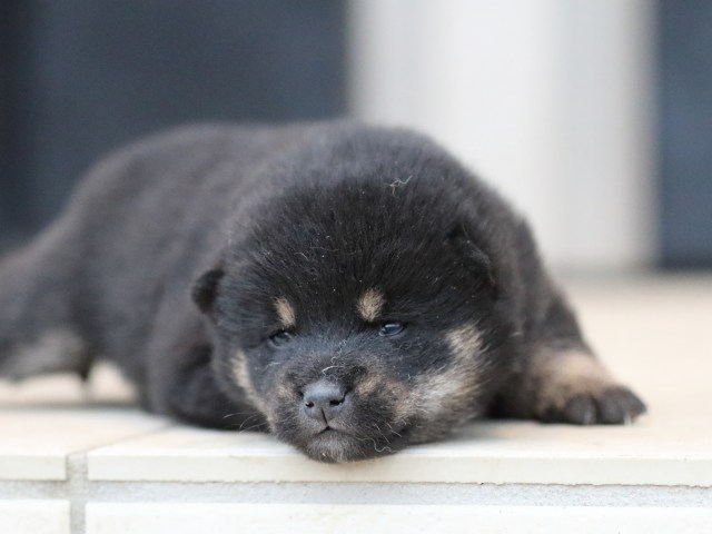 FP5A9799-shibainu-puppy FP5A9799-shibainu-puppy
