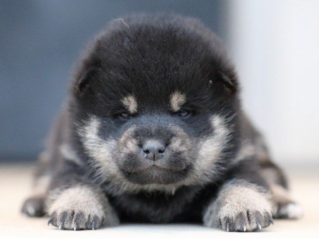 FP5A9825-shibainu-puppy FP5A9825-shibainu-puppy
