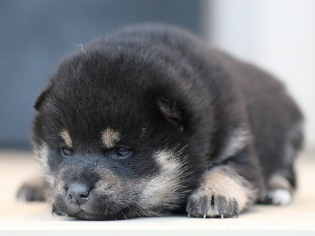 FP5A9849-shibainu-puppy FP5A9849-shibainu-puppy