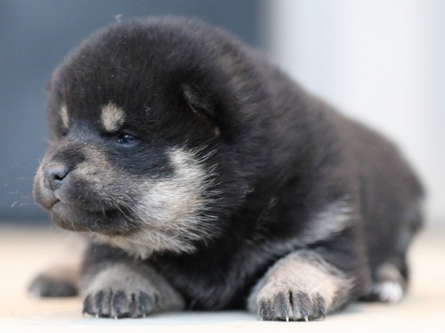 FP5A9850-shibainu-puppy FP5A9850-shibainu-puppy