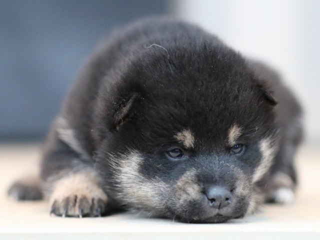 FP5A9859-shibainu-puppy FP5A9859-shibainu-puppy
