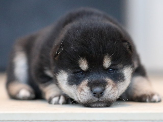 FP5A9884-shibainu-puppy FP5A9884-shibainu-puppy
