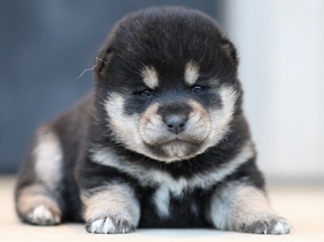 FP5A9888-shibainu-puppy FP5A9888-shibainu-puppy