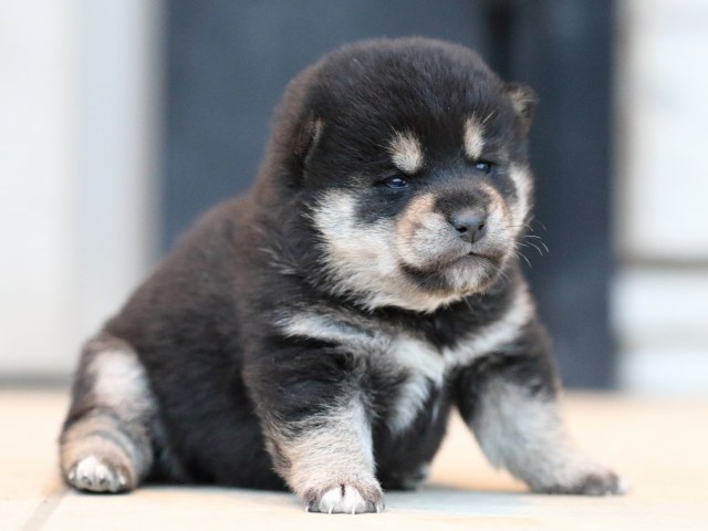 FP5A9926-shibainu-puppy FP5A9926-shibainu-puppy