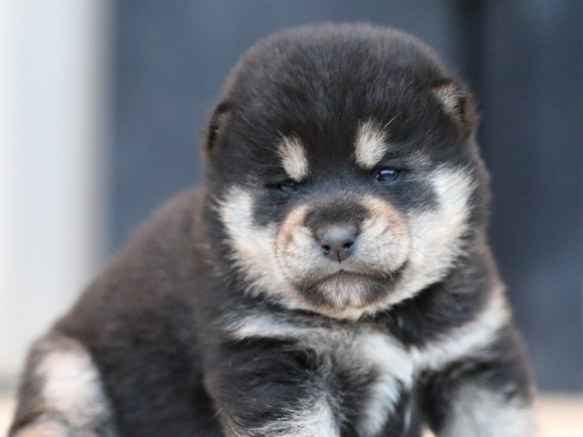 FP5A9939-shibainu-puppy FP5A9939-shibainu-puppy