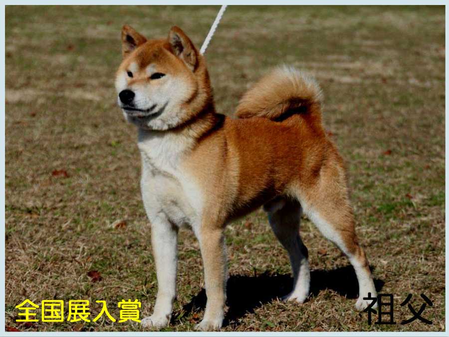 馬関の葵竜号1