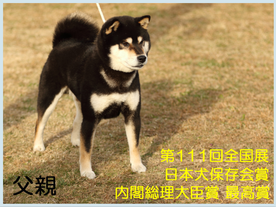 七錦号