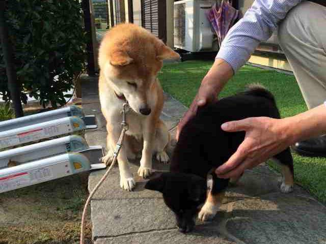 image2-sudati-shiba-puppy image2-sudati-shiba-puppy
