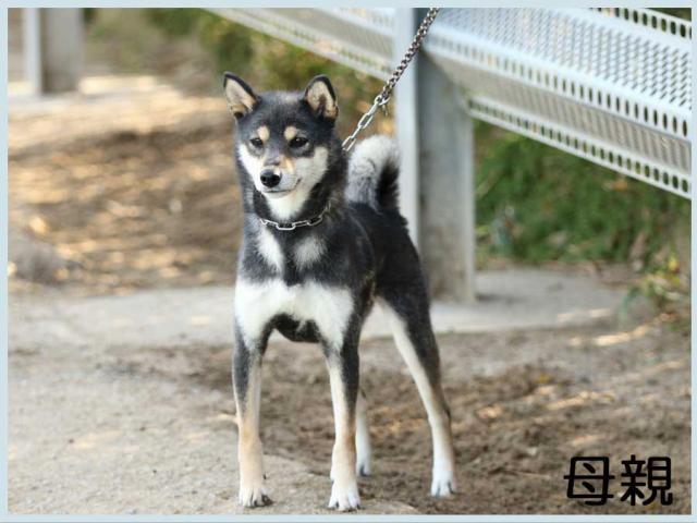 2014.10.10haha高梨の源姫号-shiba