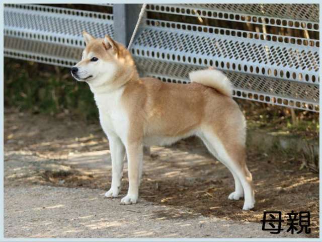 2014.9.7haha桜咲号-shiba