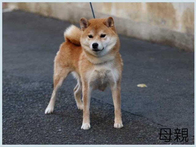 貴子号-shiba